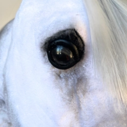 REALISTIC HOBBY HORSE – WHITE/WHITE MANE