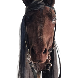 REALISTIC HOBBY HORSE – DARK CHESTNUT/BLACK MANE